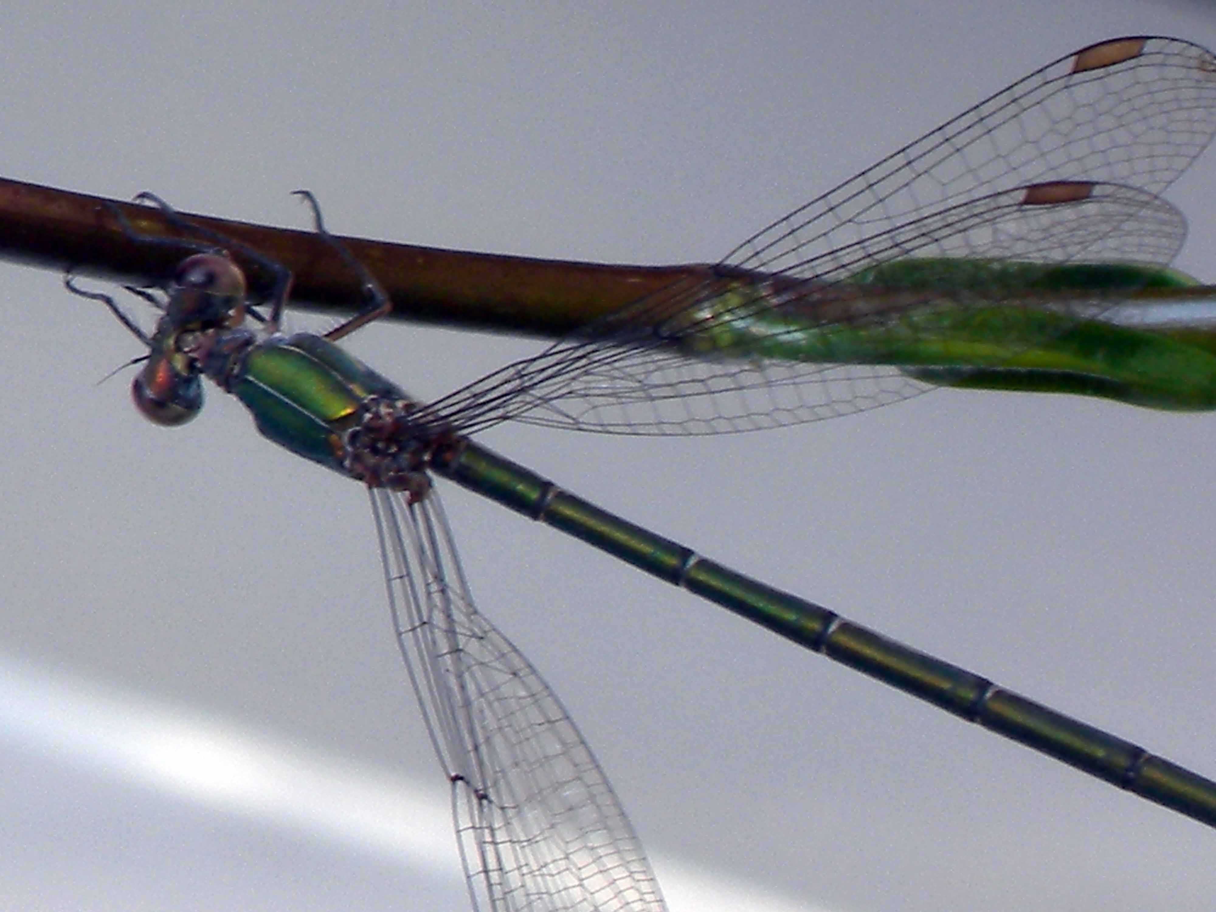Che specie ? femmina di Chalcolestes viridis